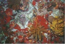 2002 oct martinique 033