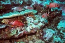 2003 maldives 029