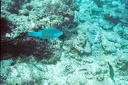 2003 maldives 057