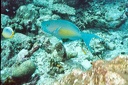 2003 maldives 059