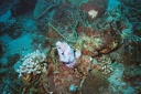 2003 martinique 015