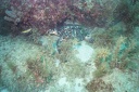 2003 martinique 049