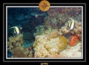2007 Maldives 049