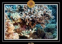 CPO 09 10 050