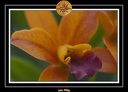  CPO4805