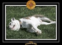 Yoda 2006 Jardin 003