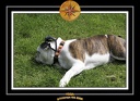 Yoda 2006 Jardin 047