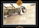 Yoda 2006 Jardin 052