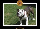 Yoda 2006 Jardin 060