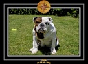 Yoda 2008 Jardin 002