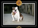 Yoda 2008 Promenade 028