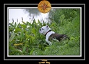 Yoda 2008 Promenade 041