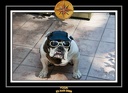 Yoda 2009 La Baule 007